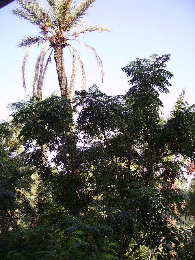 Appart Avec Vue Jardin/Majorelle 马拉喀什 外观 照片