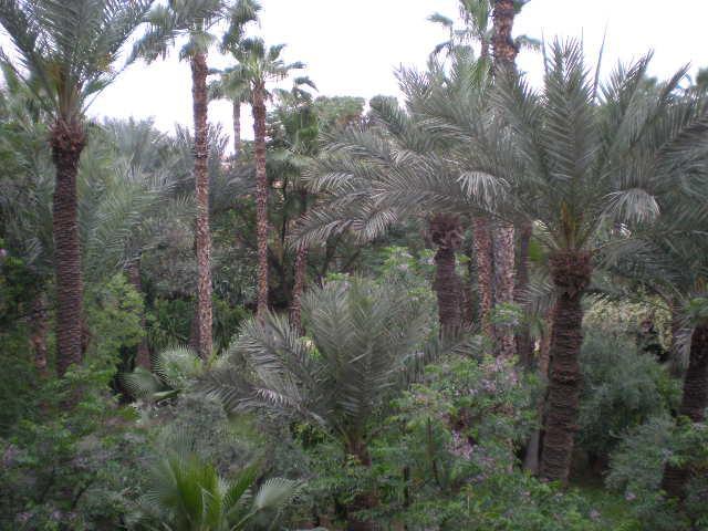 Appart Avec Vue Jardin/Majorelle 马拉喀什 外观 照片